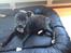 Staffordshire bull terrier Daddy - 11 uger gammel