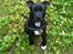 Staffordshire bull terrier Daddy - 12 uger gammel