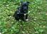Staffordshire bull terrier Daddy - 12 uger gammel