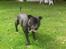 Staffordshire bull terrier Daddy - Daddys far Brotus. 22 kilo.