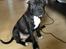 Staffordshire bull terrier Daddy - 4 mdr. 