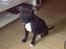 Staffordshire bull terrier Daddy - 4 mdr.