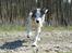 Border collie Catch