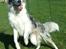 Border collie Catch