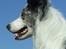 Border collie Catch