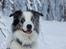 Border collie Catch