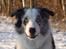Border collie Catch