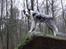 Border collie Catch