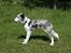 Border collie Catch
