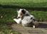 Border collie Catch