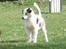 Border collie Catch