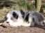 Border collie Catch