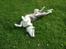 Border collie Catch