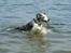 Border collie Catch