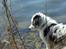 Border collie Catch