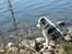 Border collie Catch