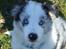 Border collie Catch