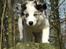 Border collie Catch
