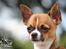 Chihuahua CH. Gorchi Dasher "Dexter" - Dexter er med i Best Friends 2013 Hundekalender med dette billed