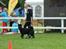 Sort spids Aske - Aske på dyrskue 2012. 
Hundekunster indledende runde. Vi gik videre i finalen, og vandt 1. pladsen, for fjerde år i træk.