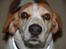 Beagle Sopwith Camels Lady Like