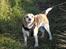 Beagle Sopwith Camels Lady Like