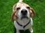 Beagle Sopwith Camels Lady Like