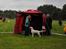 Labrador retriever Abel - 1. udstilling i Fredriksssund

