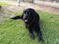 Flat coated retriever CHILI - Er jeg da ikke bare blevet en flot hund ?:-)