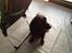 Flat coated retriever CHILI