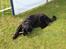 Flat coated retriever CHILI - Jeg elsker at være på camping 