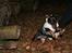 Dvaergpinscher Chaing`ez