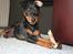 Dvaergpinscher Chaing`ez