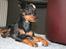 Dvaergpinscher Chaing`ez