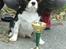Cavalier king charles spaniel Basse Dion