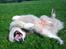 Alaskan malamute Ricky - Knap 5 år. Fjolleri på marken 