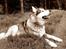 Alaskan malamute Ricky - Knap 5 år gammel. Taget med mobil 