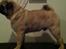 Mops Mackerly Trading Places - Murphy d. 03.10.2012.