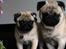 Mops Mackerly Trading Places