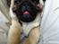 Mops Mackerly Trading Places