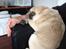 Mops Mackerly Trading Places