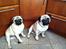 Mops Mackerly Trading Places - Eddie og Murphy