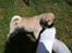 Mops Mackerly Trading Places - Australien d. 11.04.2012