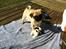 Mops Mackerly Trading Places - Australien d. 11.04.2012