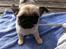 Mops Mackerly Trading Places - Australien d. 11.04.2012