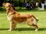 Golden retriever Leongolden Cha Cha Cha - Udstilling lolland (DRK) 25.08.12
Cha Cha: Exc. 2. vinder i åbenklasse med CK og 4 bedste tæve
