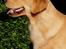 Golden retriever Leongolden a little bit of Heaven - ANGEL 13 måneder 

23.09.12