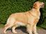 Golden retriever Leongolden a little bit of Heaven - ANGEL 13 måneder 

23.09.12
