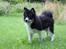 Blanding af racer Mester (Samojede/Islandsk Fårehund) - Her er Mester lige blevet færdig med at søge efter godbidder.