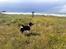 Blanding af racer Mester (Samojede/Islandsk Fårehund) - Her er Mester med i sommerhus. Det bedste han ved er, at stå i vinden og nyde den friske luft.